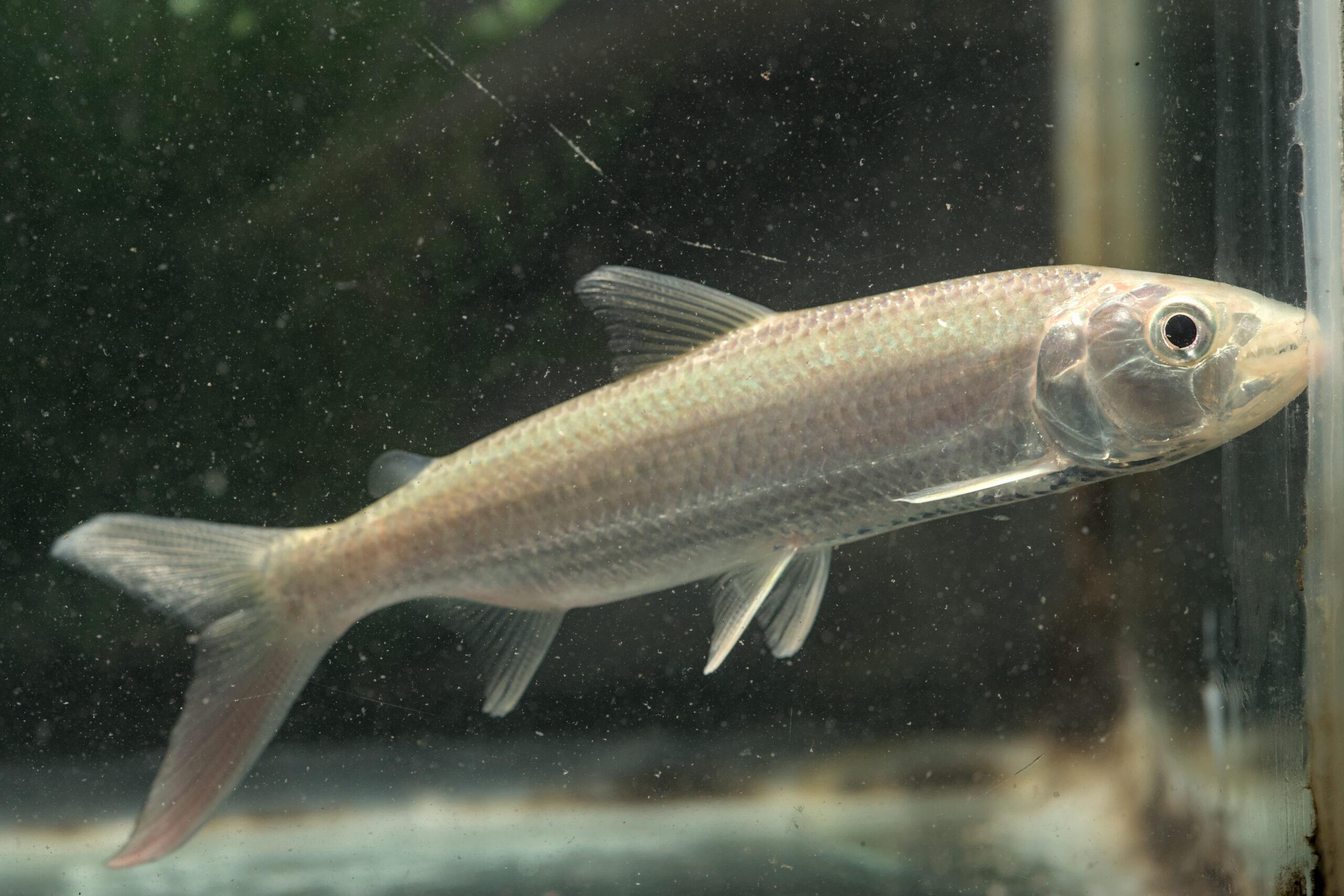African Tiger Foskhali small