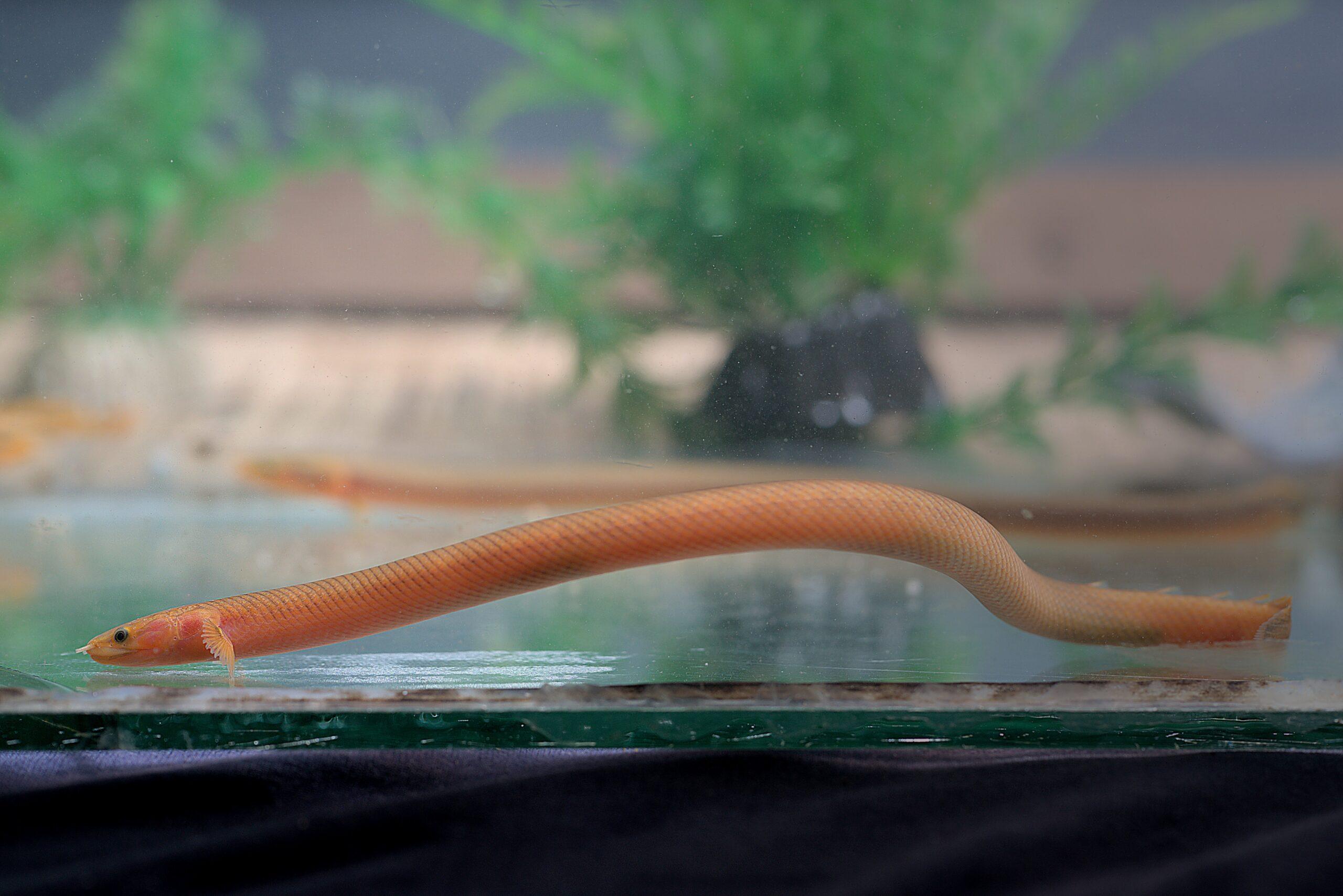 Reed/Rope/Snake Fish Med