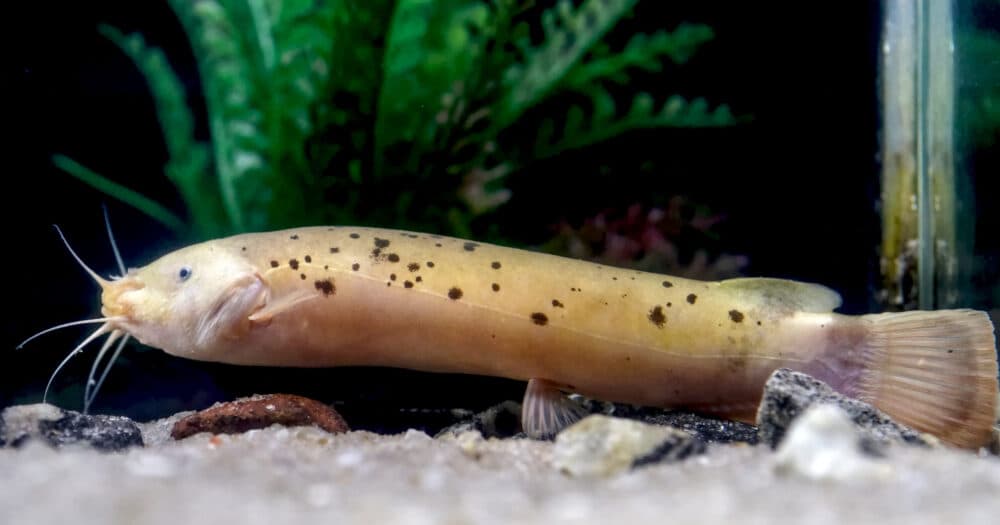Electric Catfish