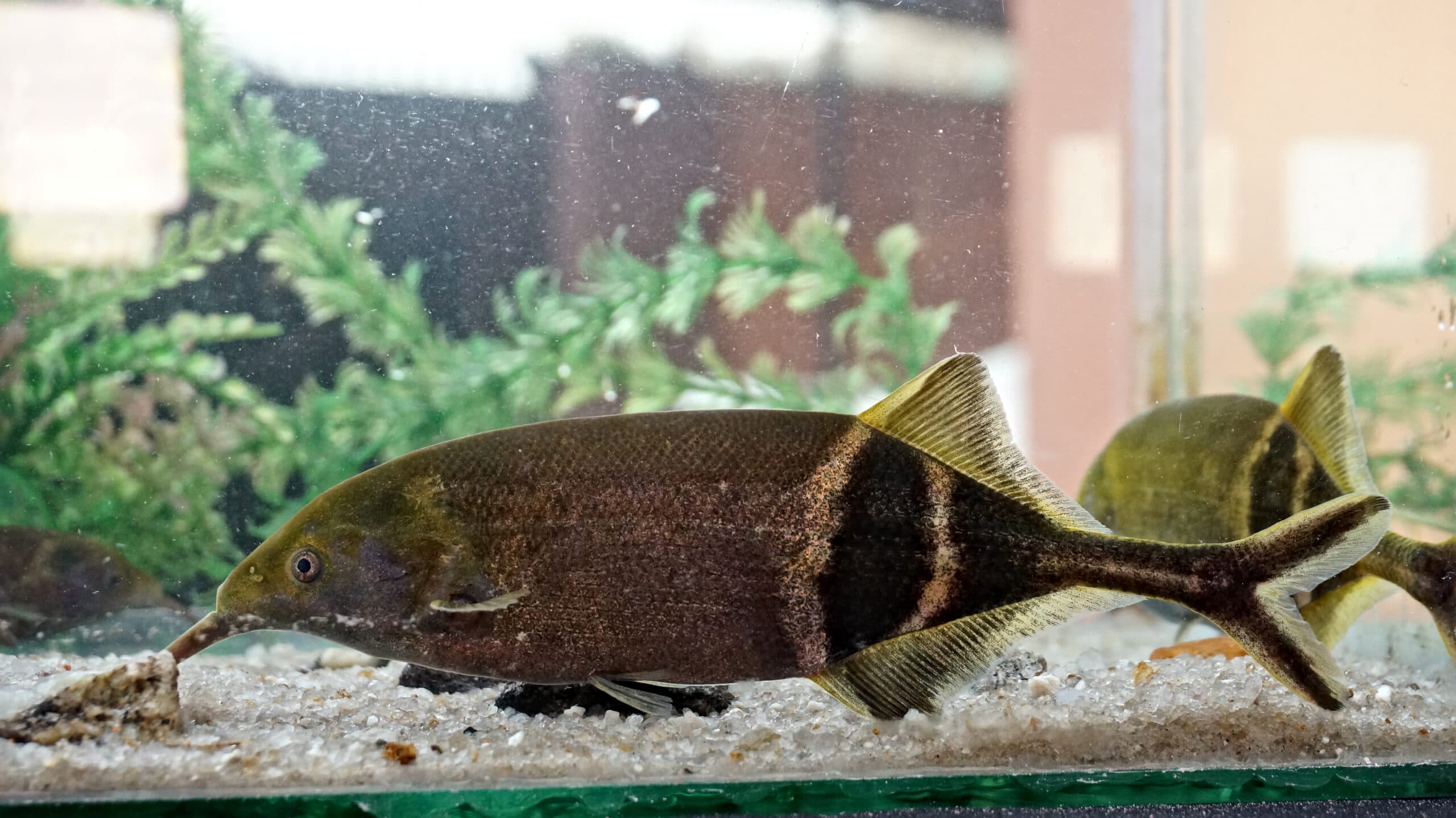 Elephantnose Fish