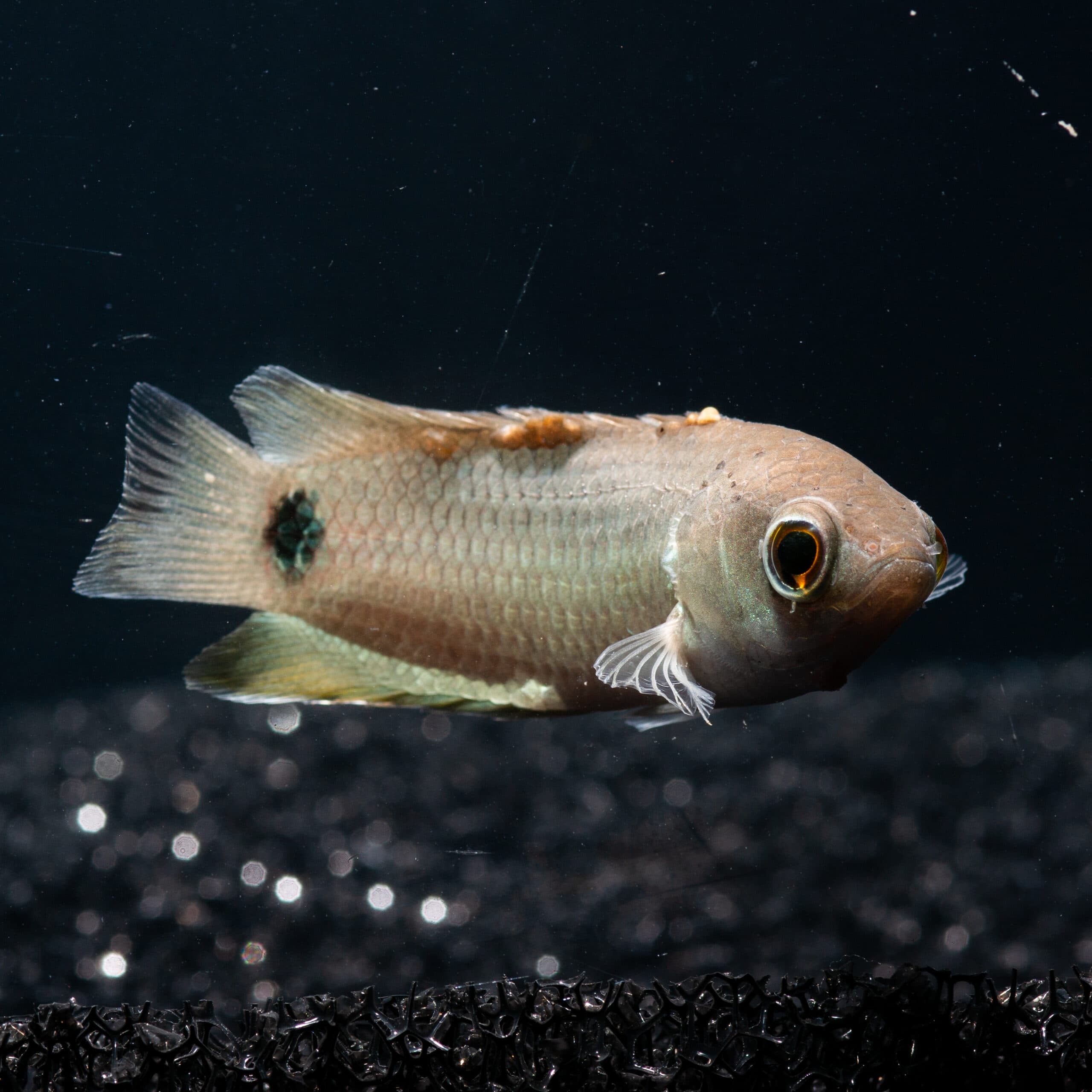 Tailspot Bushfish