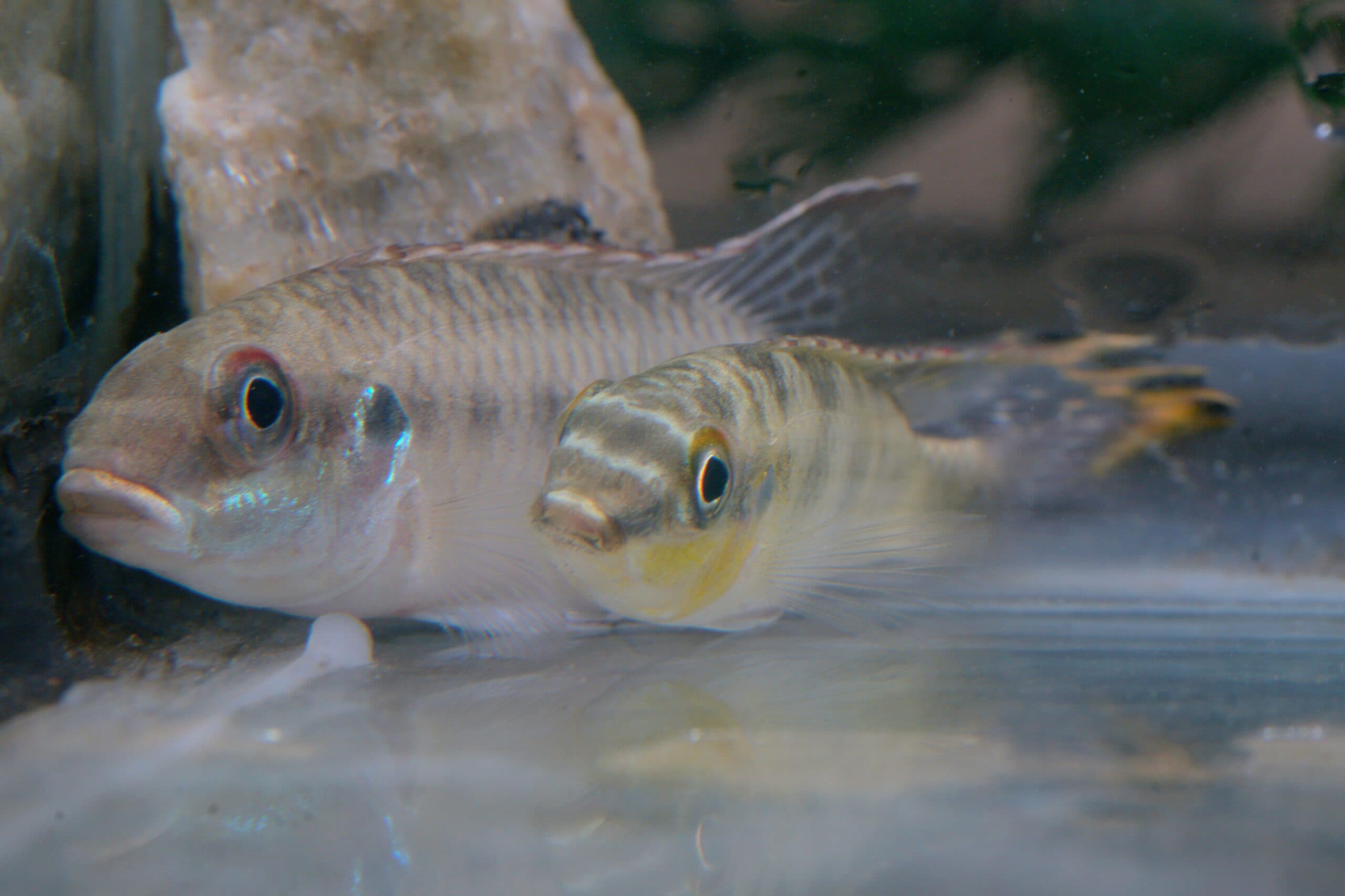 Kribensis Cichlid