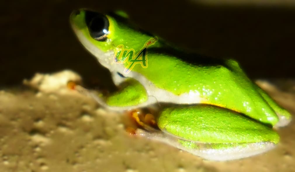 Tree Frogs (All Green)