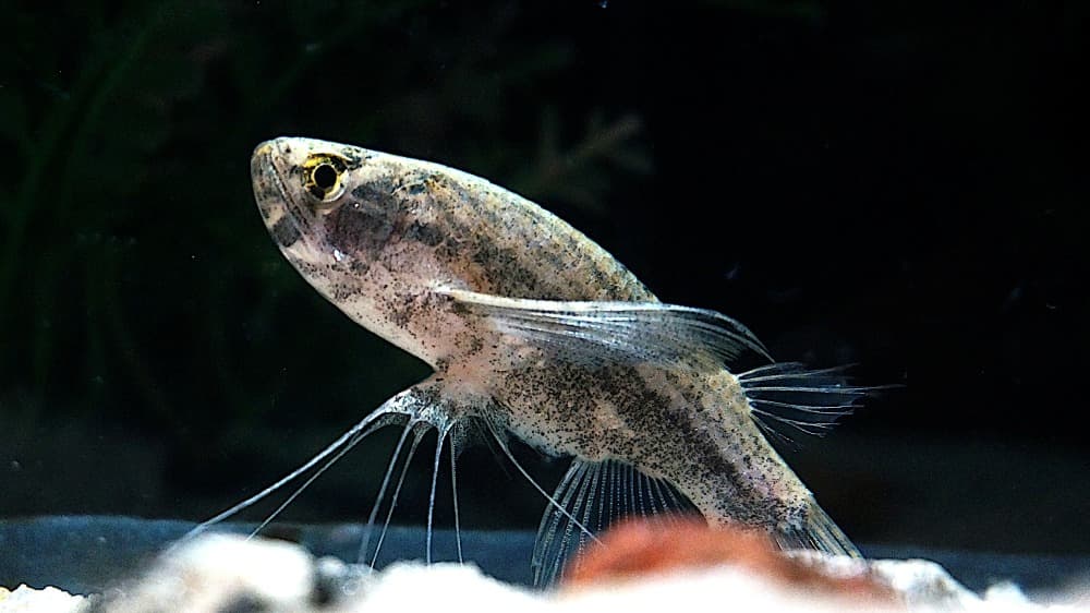 Freshwater Butterflyfish