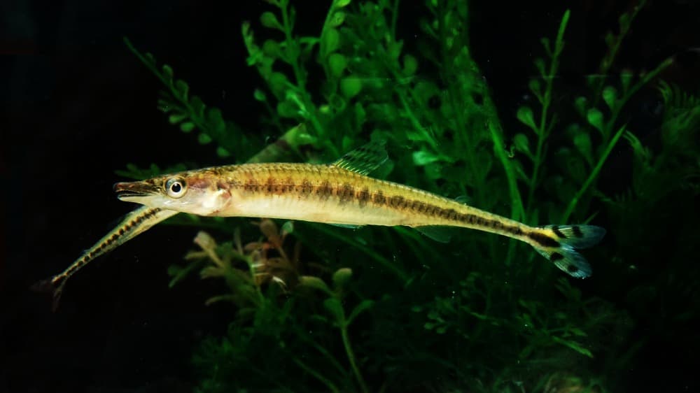 Phago Fish