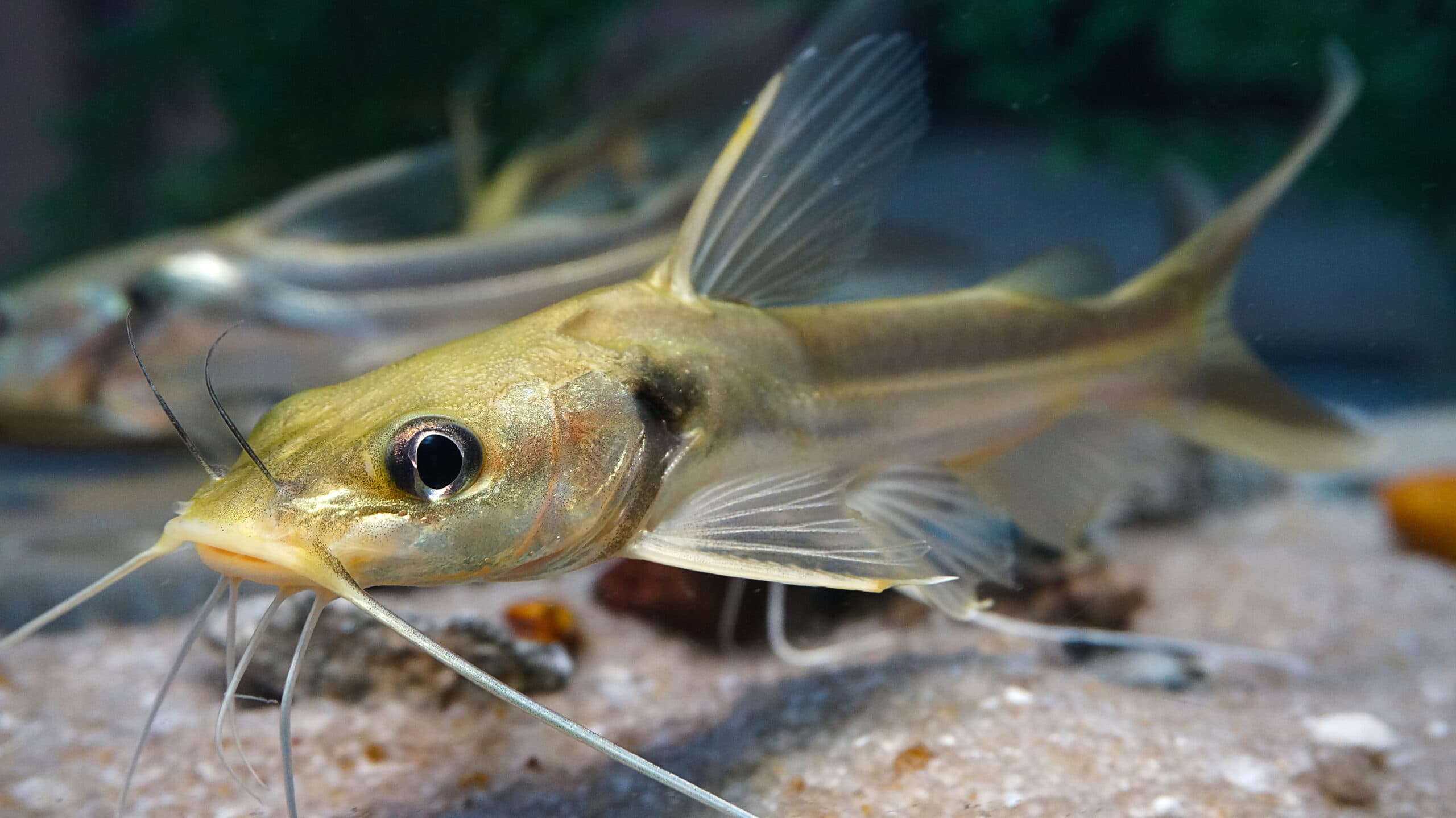 Striped catfish