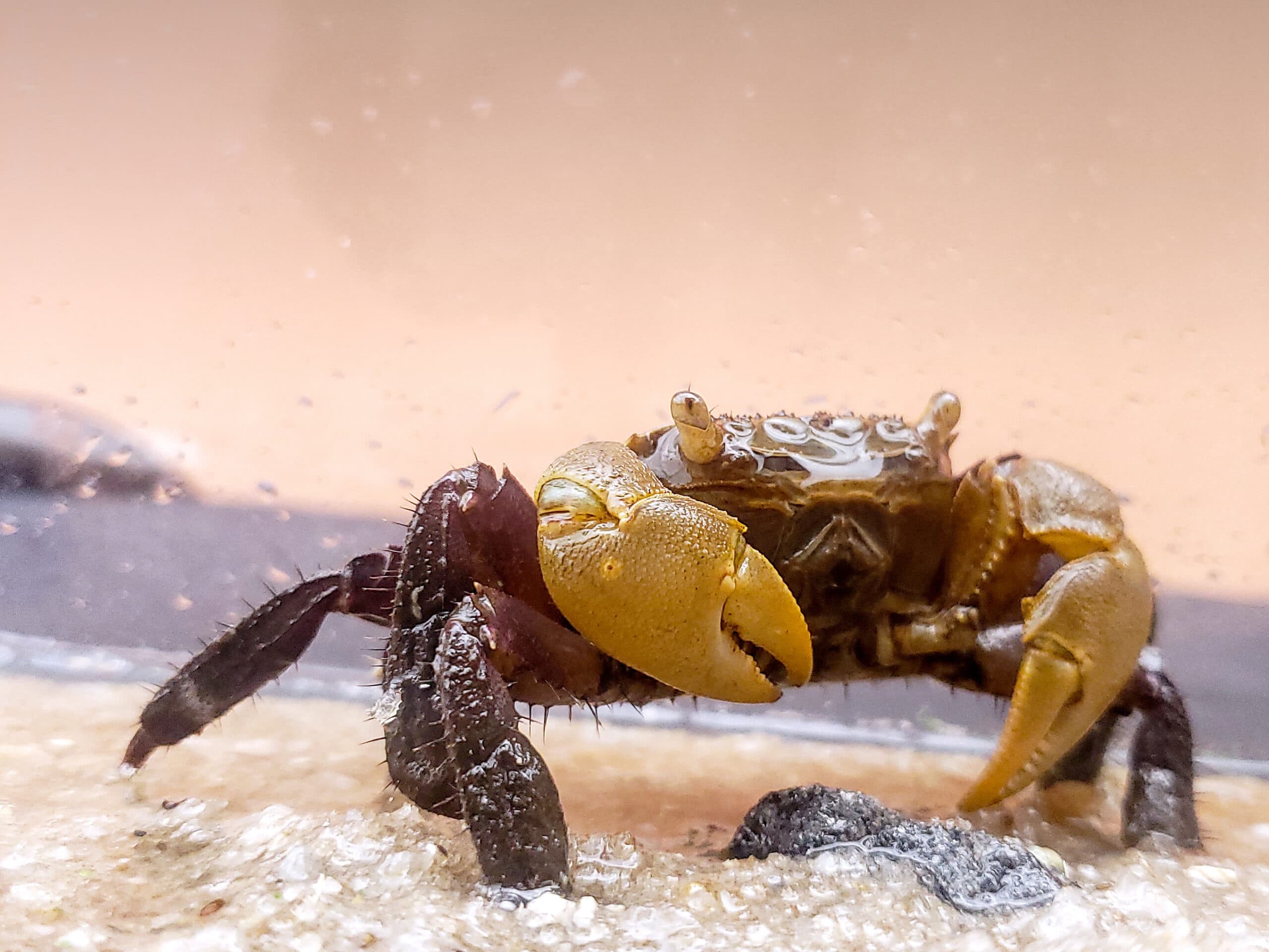 Amphibian Crab