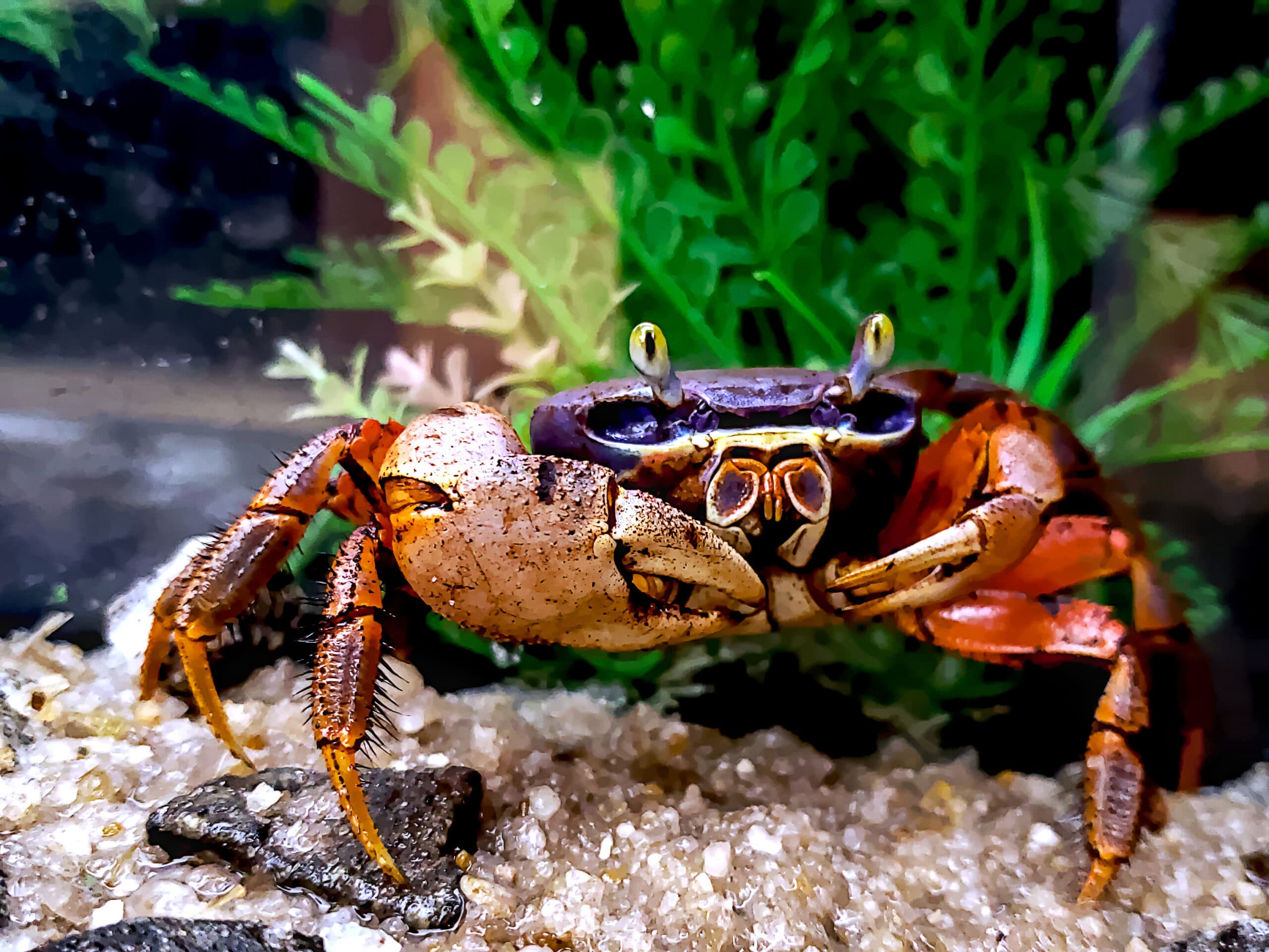 Rainbow Crab (big)