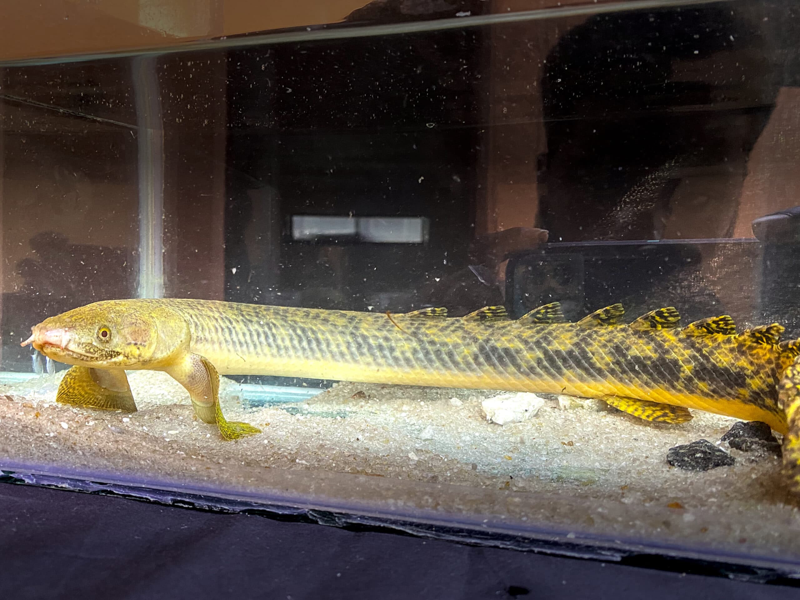 Polypterus / Cross river Bichir