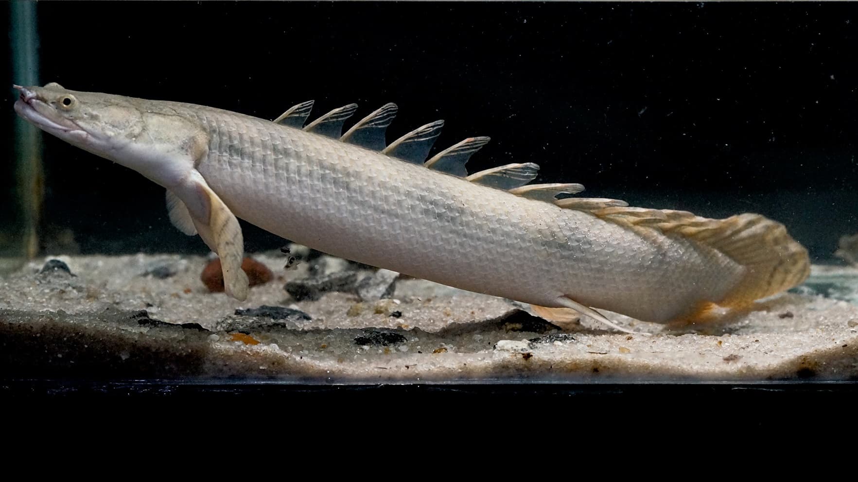 Polyterus Bichir Bichir / Nile Bichir