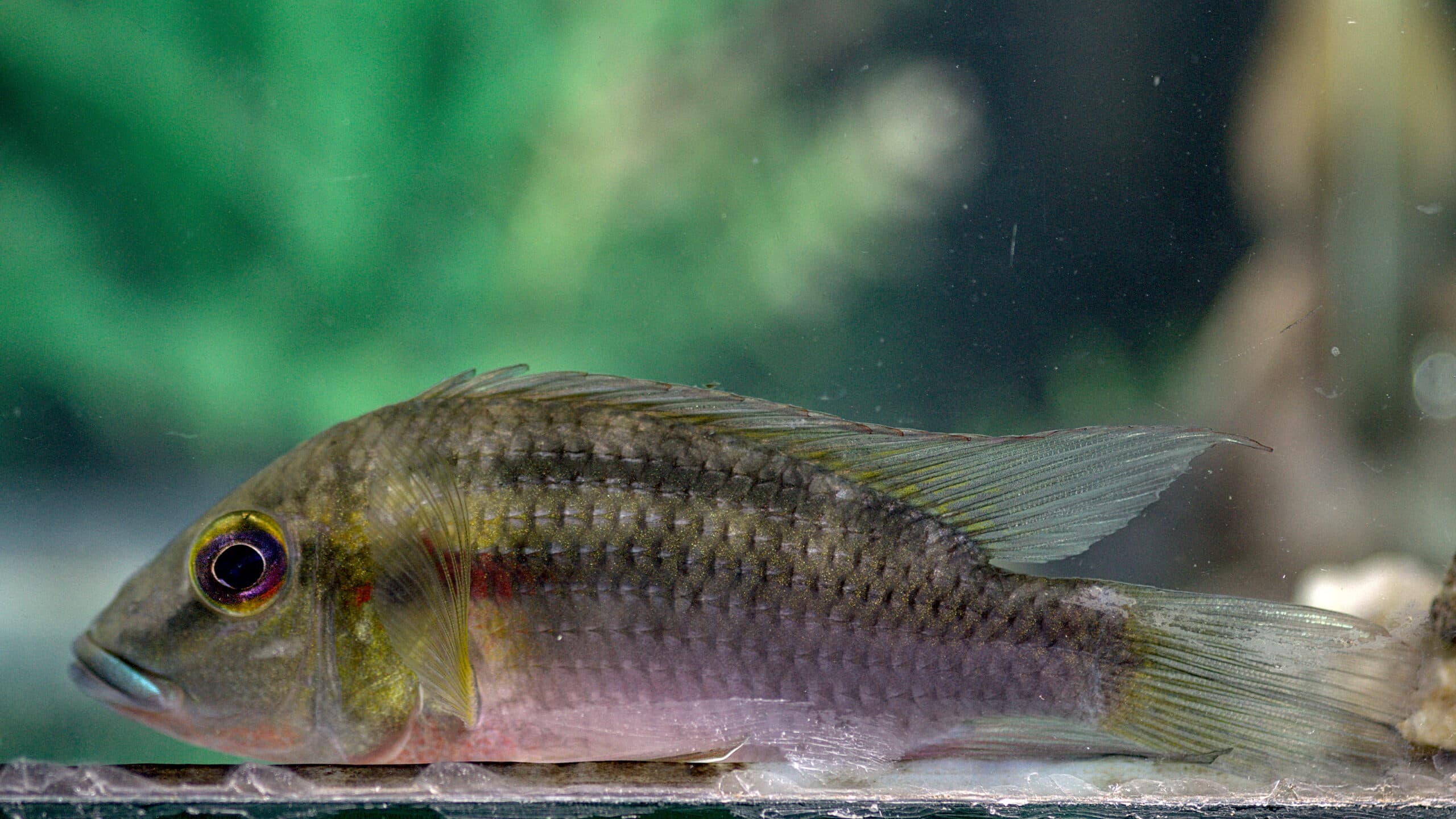 Chromidotilapia