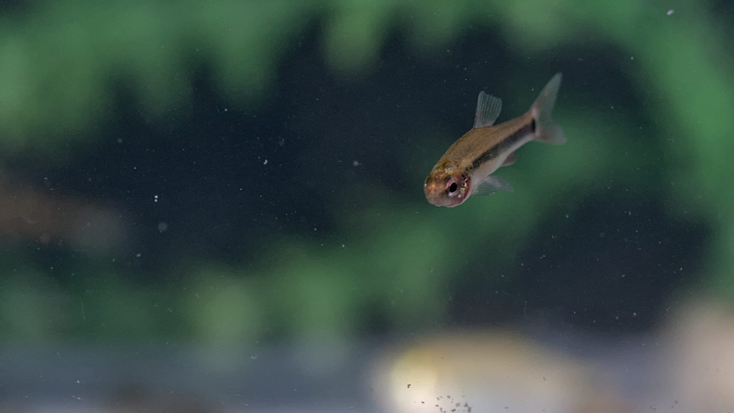 Small Tetra