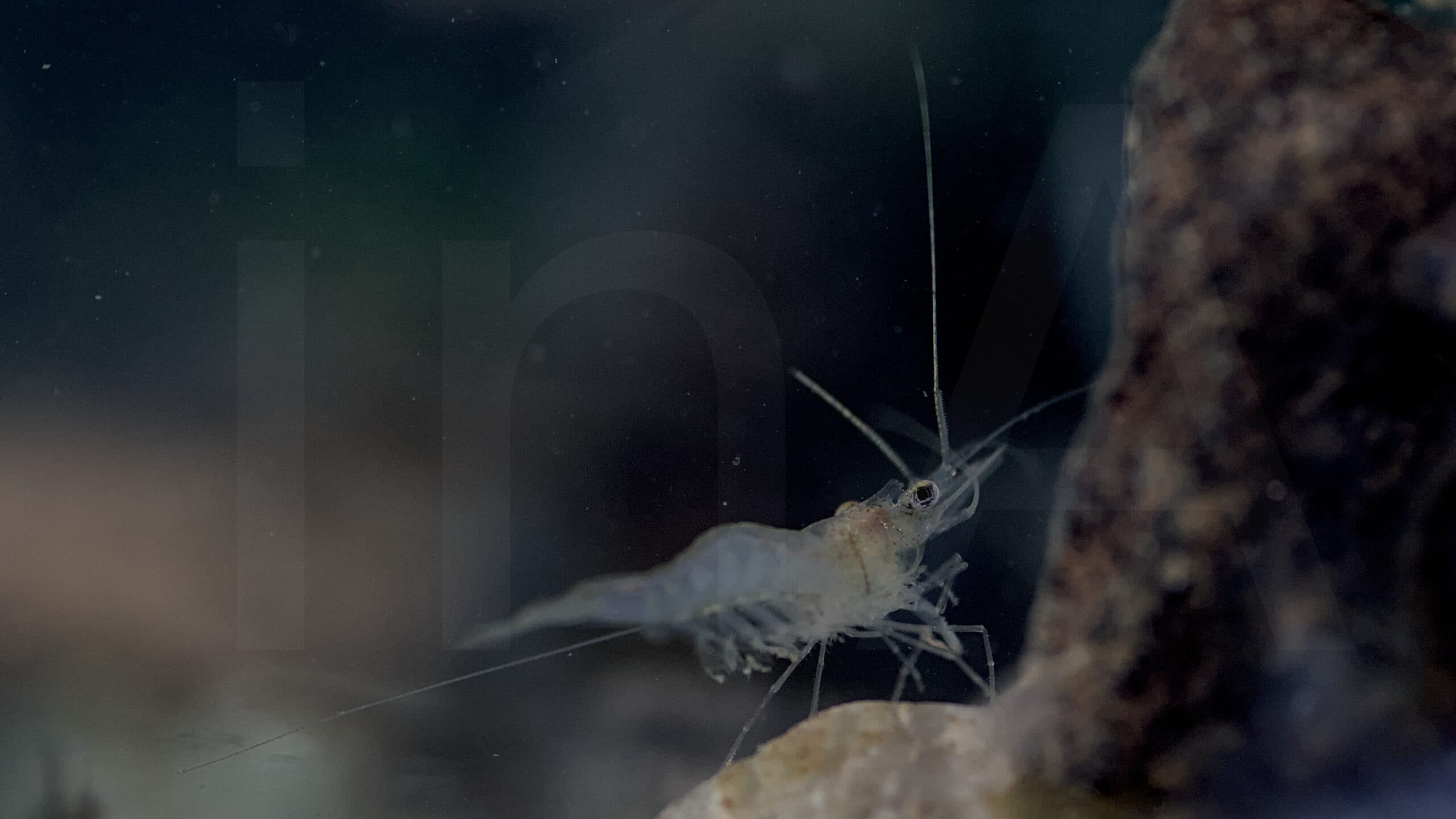 Nigerian Floating Shrimp