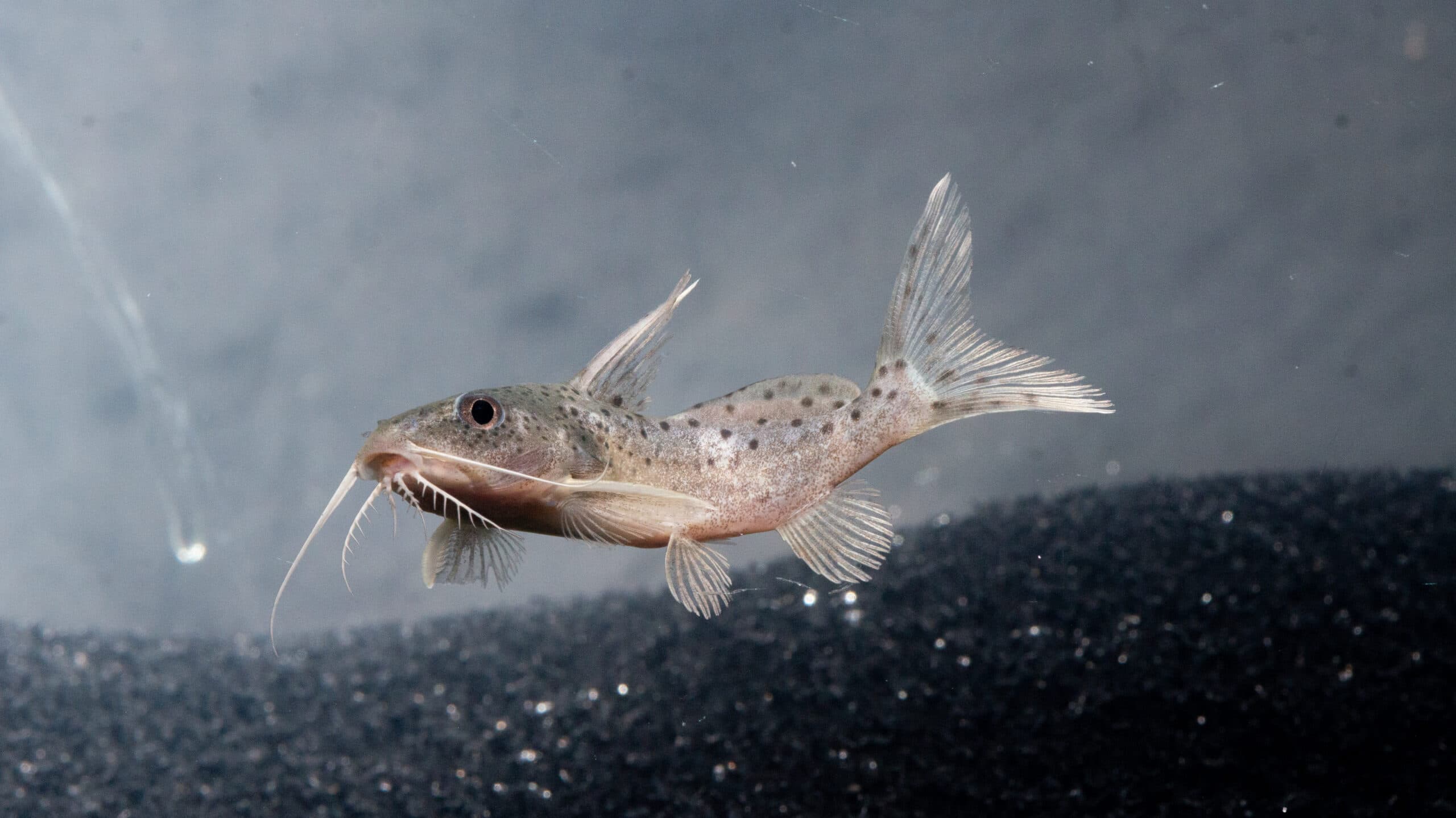 Occellifer Catfish