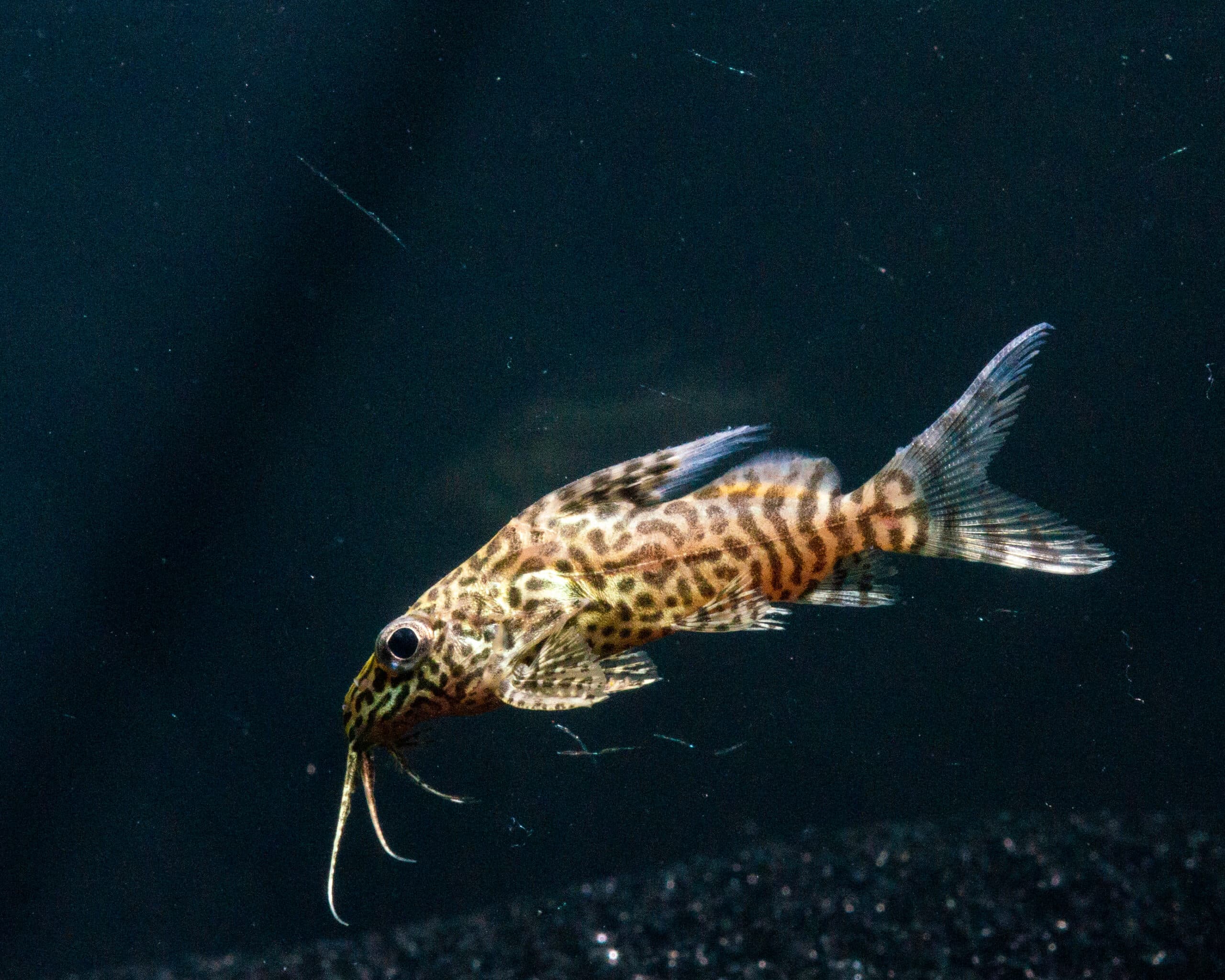 Network/ Robertsi Catfish
