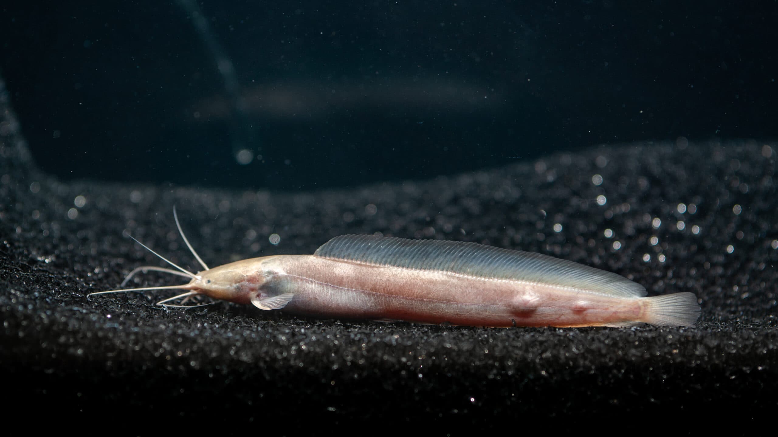 Eel Cat Fish