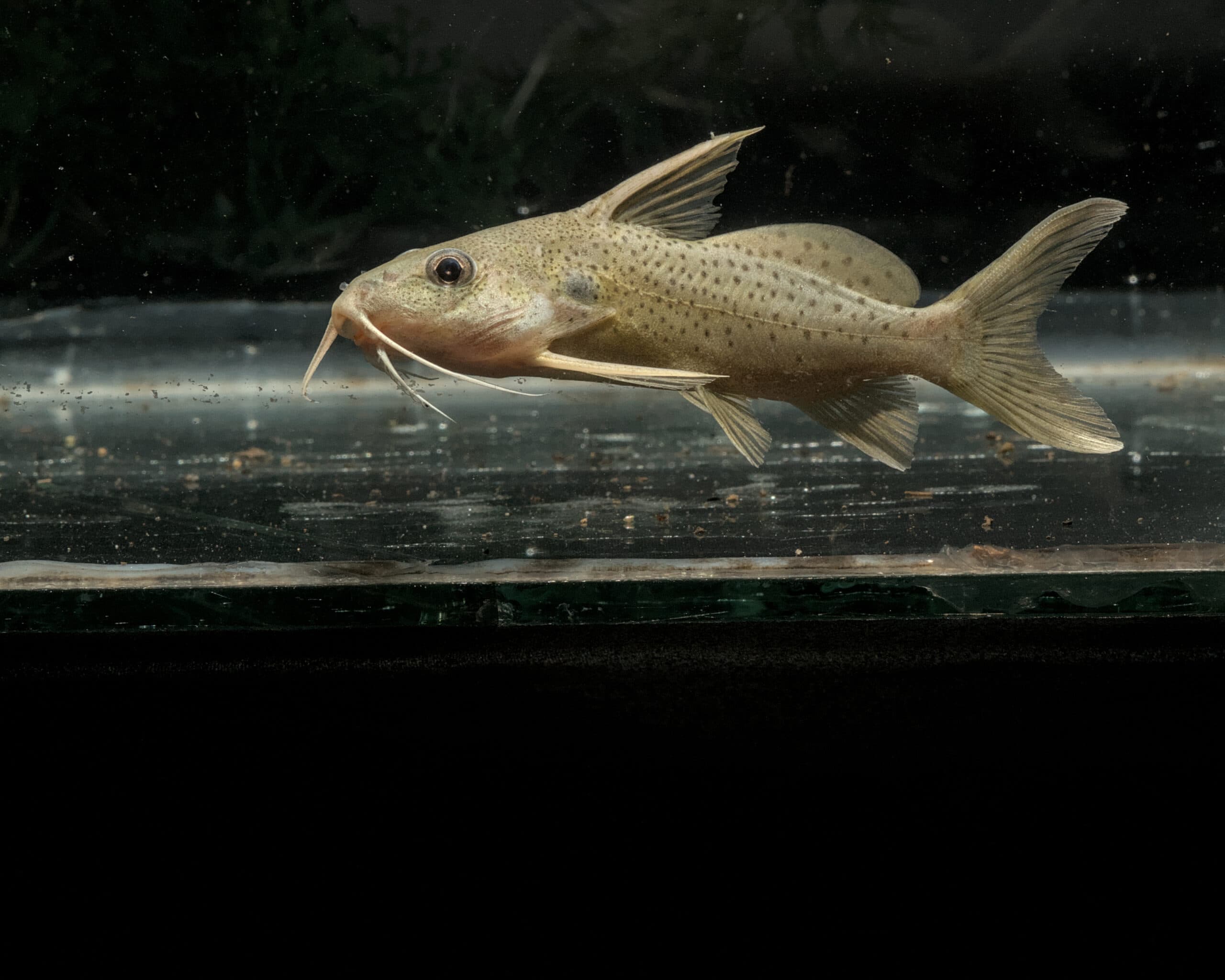 Apple Catfish
