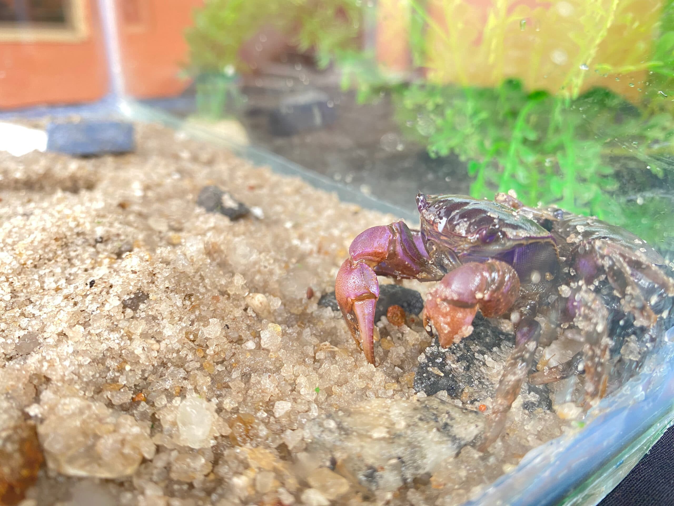 Purple Mangroove Crab