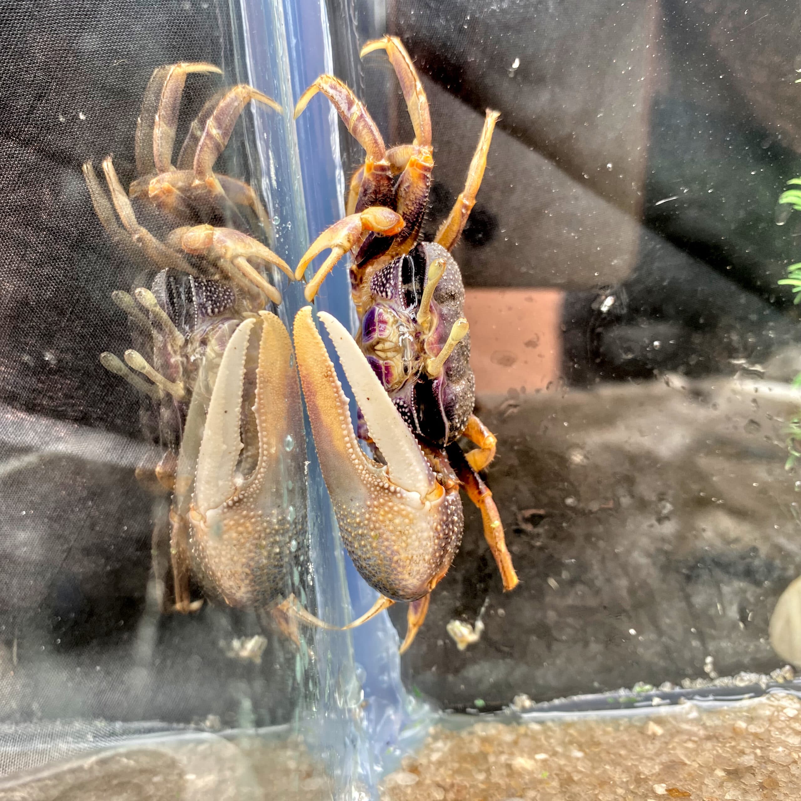 Fiddler crabs