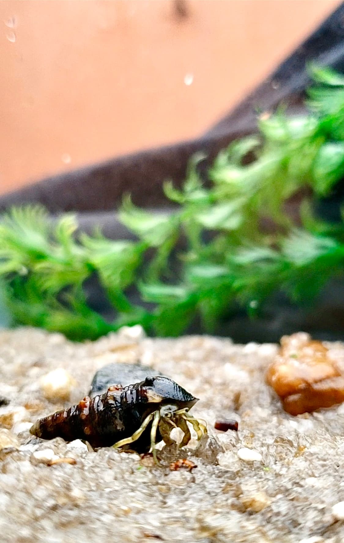 Fresh Hermit Crabs