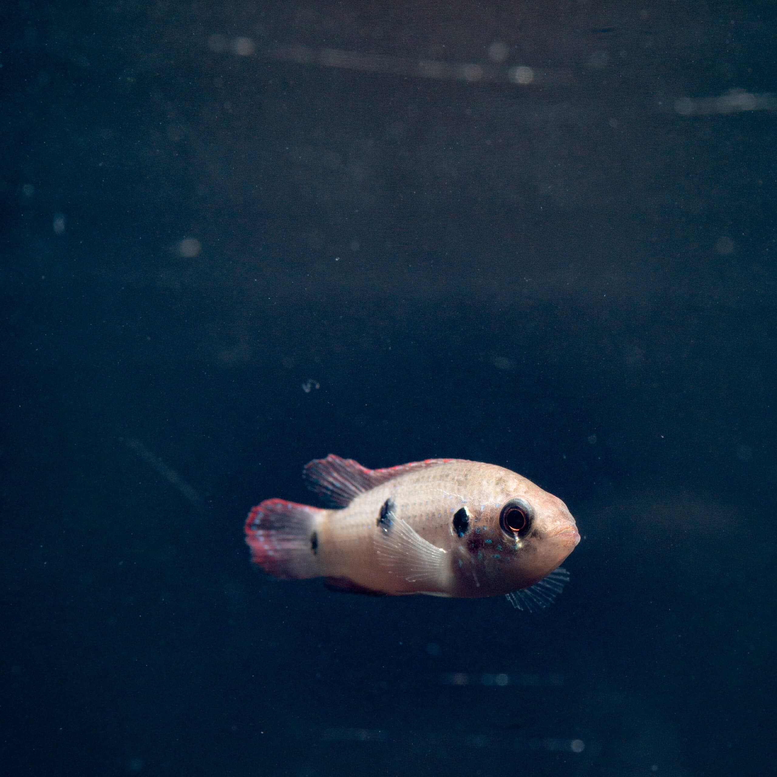 Jewel Fish