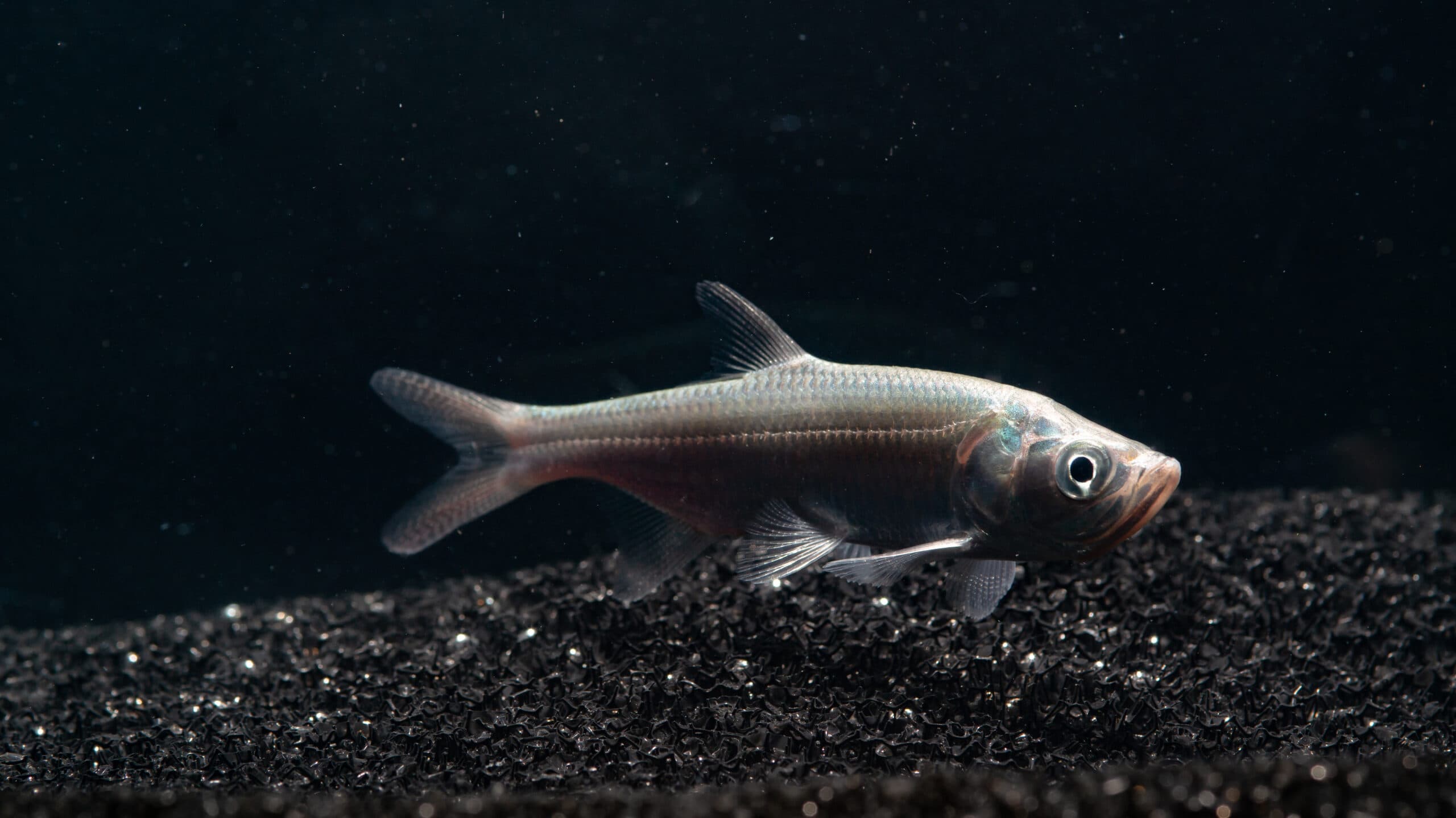 Megalops/Tarpon