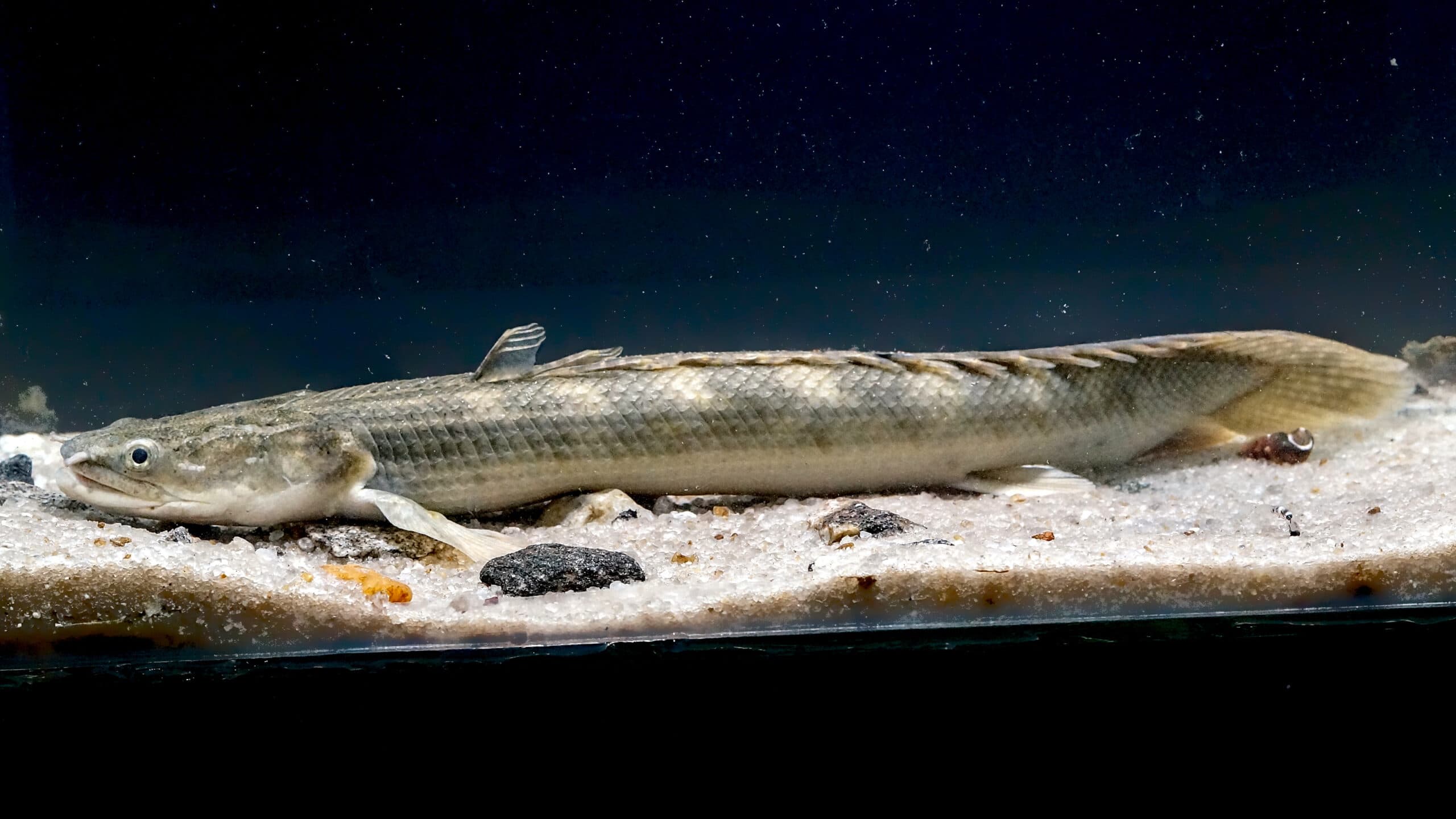Polypterus / Saddled Bichir (Jumbo)
