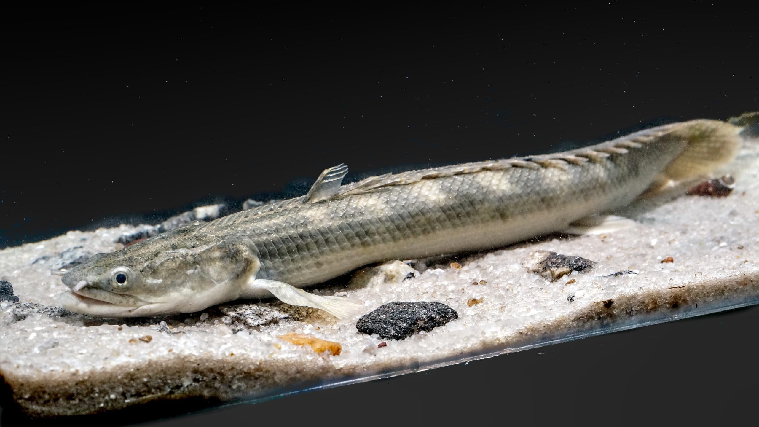 Polypterus/ Saddled Bichir/delhezi (Med.)