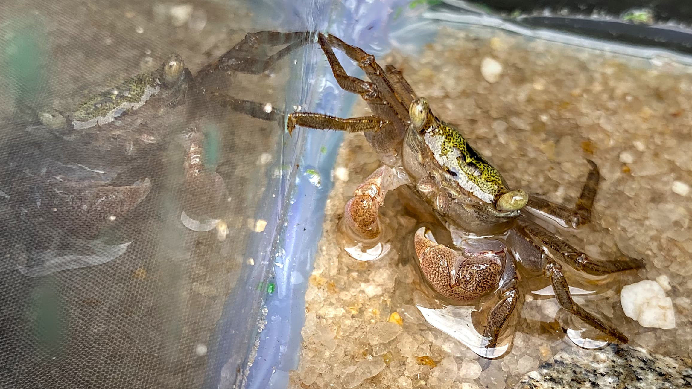 Tree crab