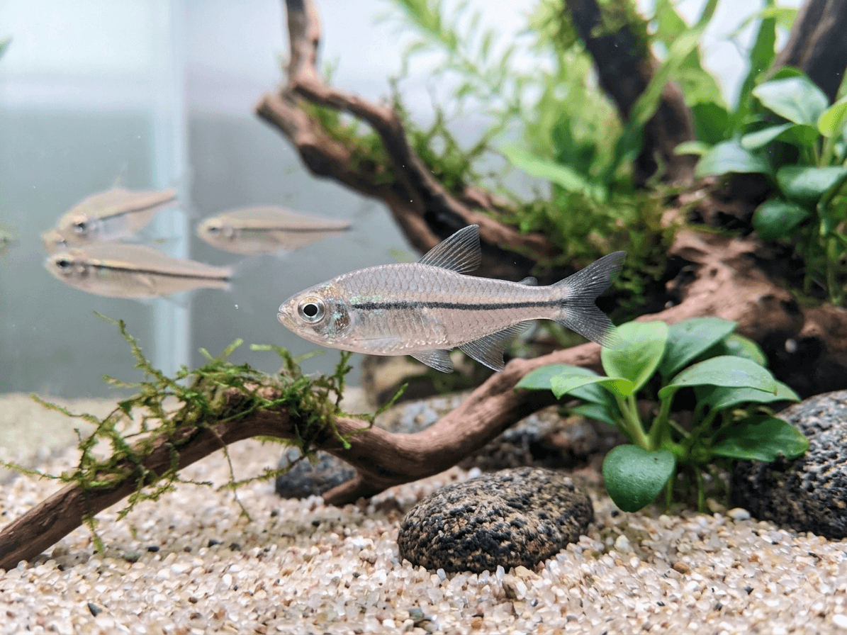 One Line Tetra