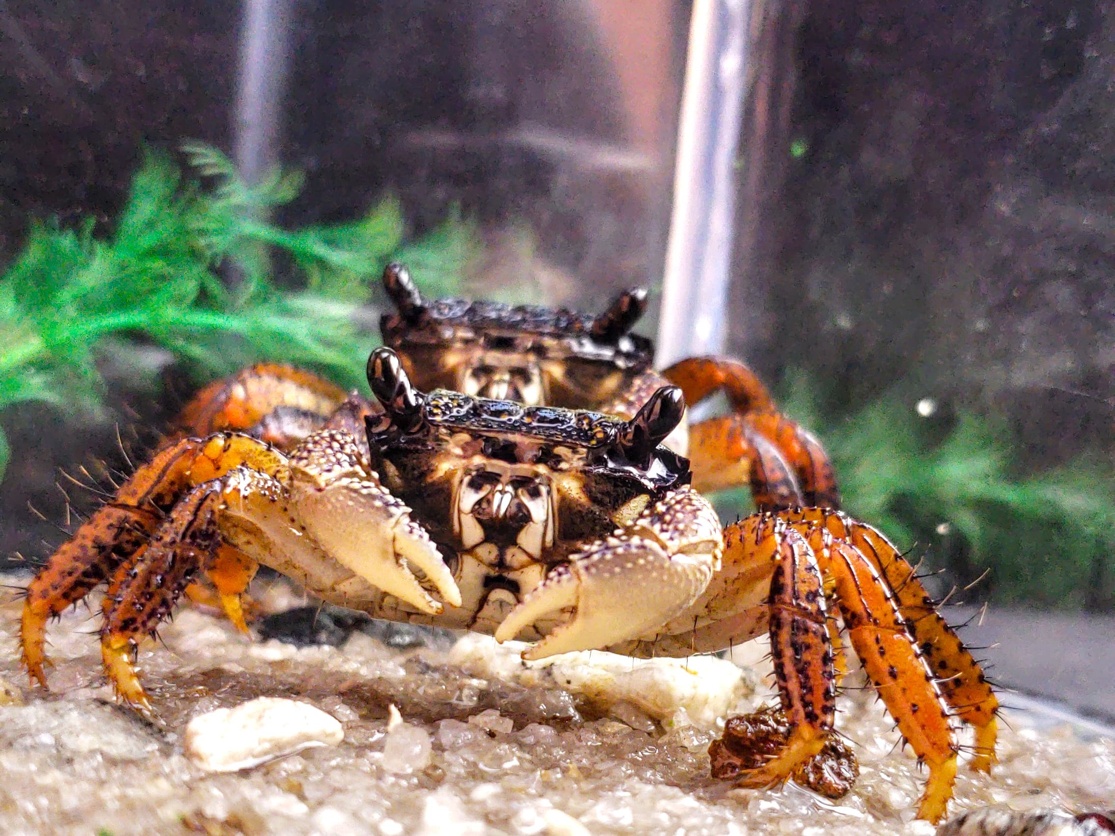 Red Clawed Mangroove Crab